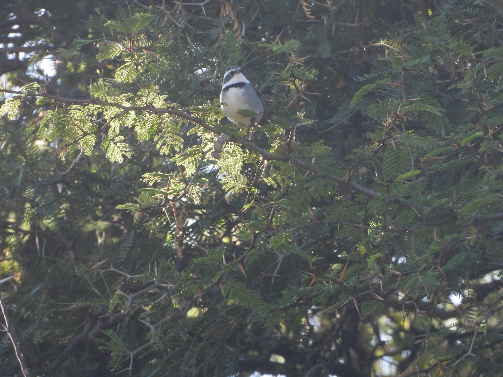 Ringed Warbling Finch (Microspingus torquatus), photo 2