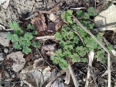 Leonurus quinquelobatus