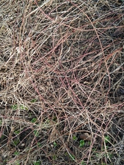 Rubus caesius