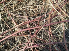 Rubus caesius