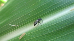 Tiphia vernalis