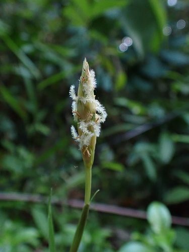 Ischaemum muticum observed 2026-04-24