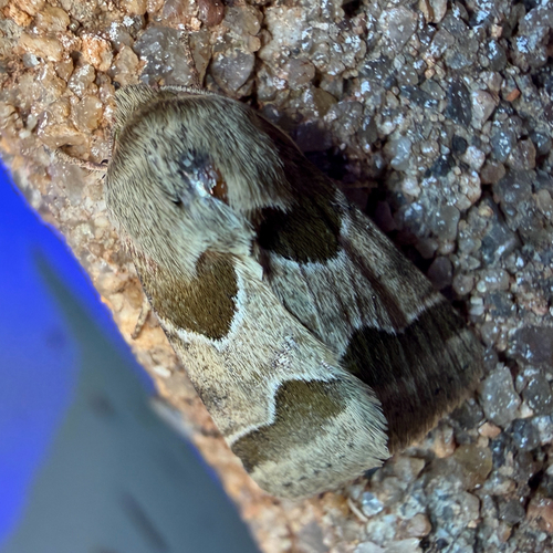 Jaguar Flower Moth photo 5