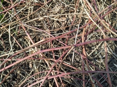 Rubus caesius