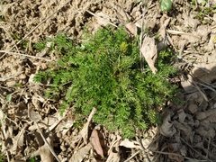 Tripleurospermum inodorum
