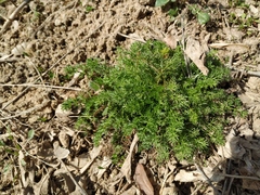 Tripleurospermum inodorum