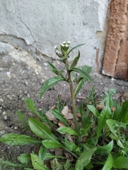 Capsella bursa-pastoris