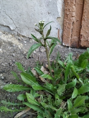 Capsella bursa-pastoris