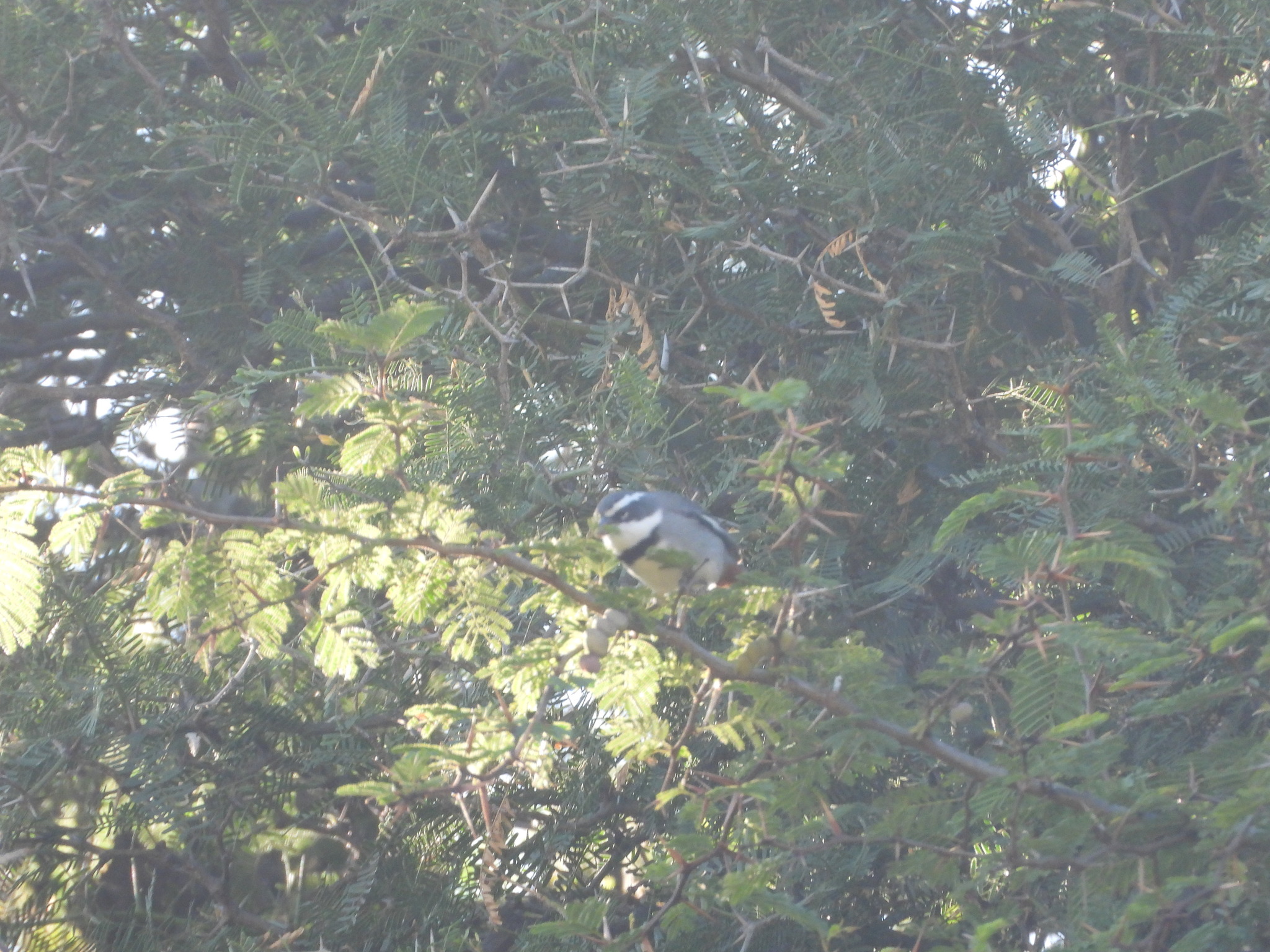 Ringed Warbling Finch (Microspingus torquatus), photo 3
