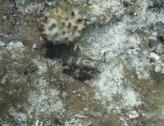 Parablennius marmoreus