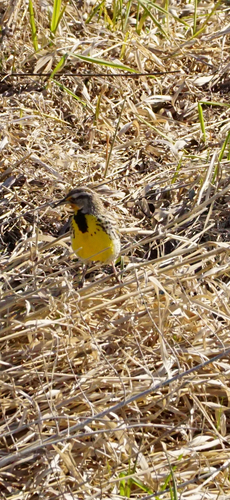 Western Meadowlark