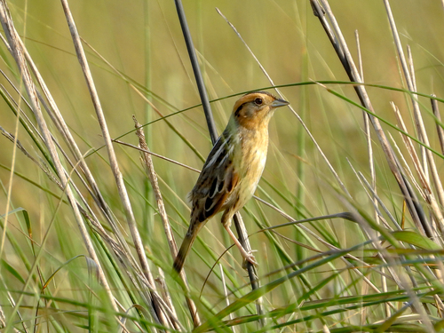 Nelson's Sparrow (Ammospiza nelsoni), photo 1