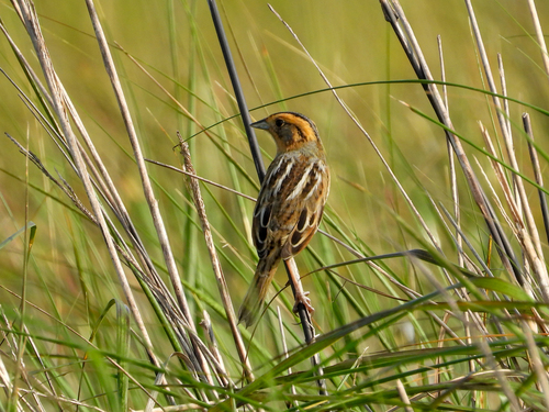Nelson's Sparrow (Ammospiza nelsoni), photo 2