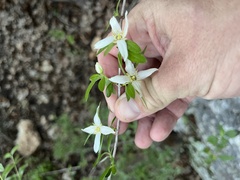 Philadelphus texensis