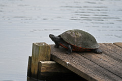 Pseudemys rubriventris