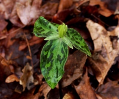 Trillium gracile