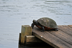 Pseudemys rubriventris