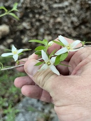 Philadelphus texensis, photograph (c) Cody Stricker, some rights reserved (CC BY)