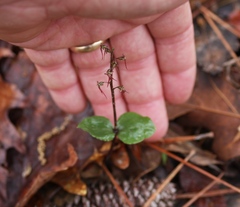 Neottia bifolia