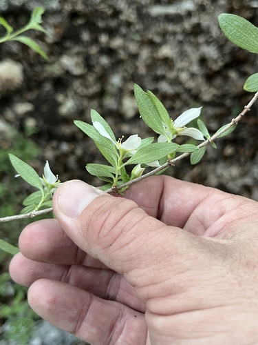 Philadelphus texensis, photograph 2