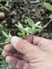 Philadelphus texensis, photograph (c) Cody Stricker, some rights reserved (CC BY)
