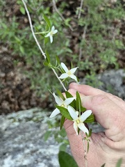 Philadelphus texensis, photograph (c) Cody Stricker, some rights reserved (CC BY)