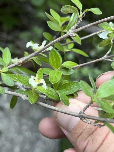 Philadelphus texensis, photograph 4