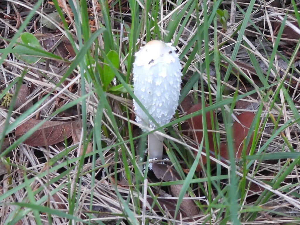 Coprinus comatus · April 2026 · photo: © karenkwilson (iNaturalist, cc0)