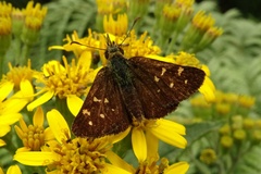 Butleria bissexguttatus