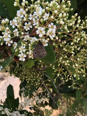 Cercyonis sthenele hypoleuca