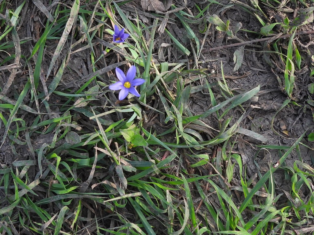 Sisyrinchium ensigerum; photograph author not stated, no rights reserved