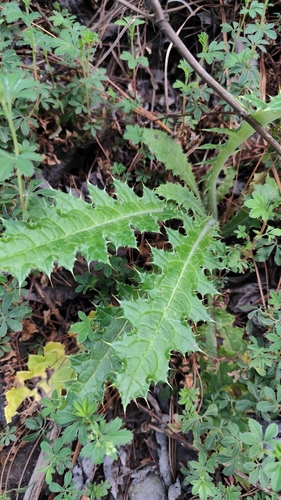 Cirsium ehrenbergii, photograph 5