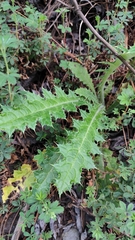 Cirsium ehrenbergii, photograph (c) Hugo Juárez, some rights reserved (CC BY)