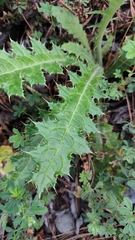 Cirsium ehrenbergii, photograph (c) Hugo Juárez, some rights reserved (CC BY)
