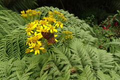 Butleria bissexguttatus