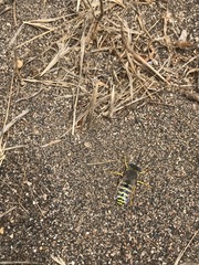 Bembix americana hamata