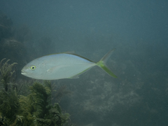Caranx bartholomaei