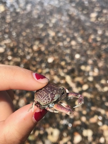 globose sand crab