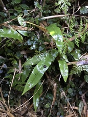 Elaphoglossum gayanum