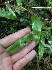 Elaphoglossum gayanum