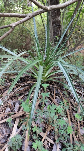 Eryngium proteiflorum