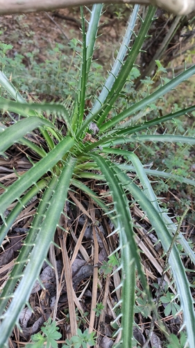 Eryngium proteiflorum, photograph 2