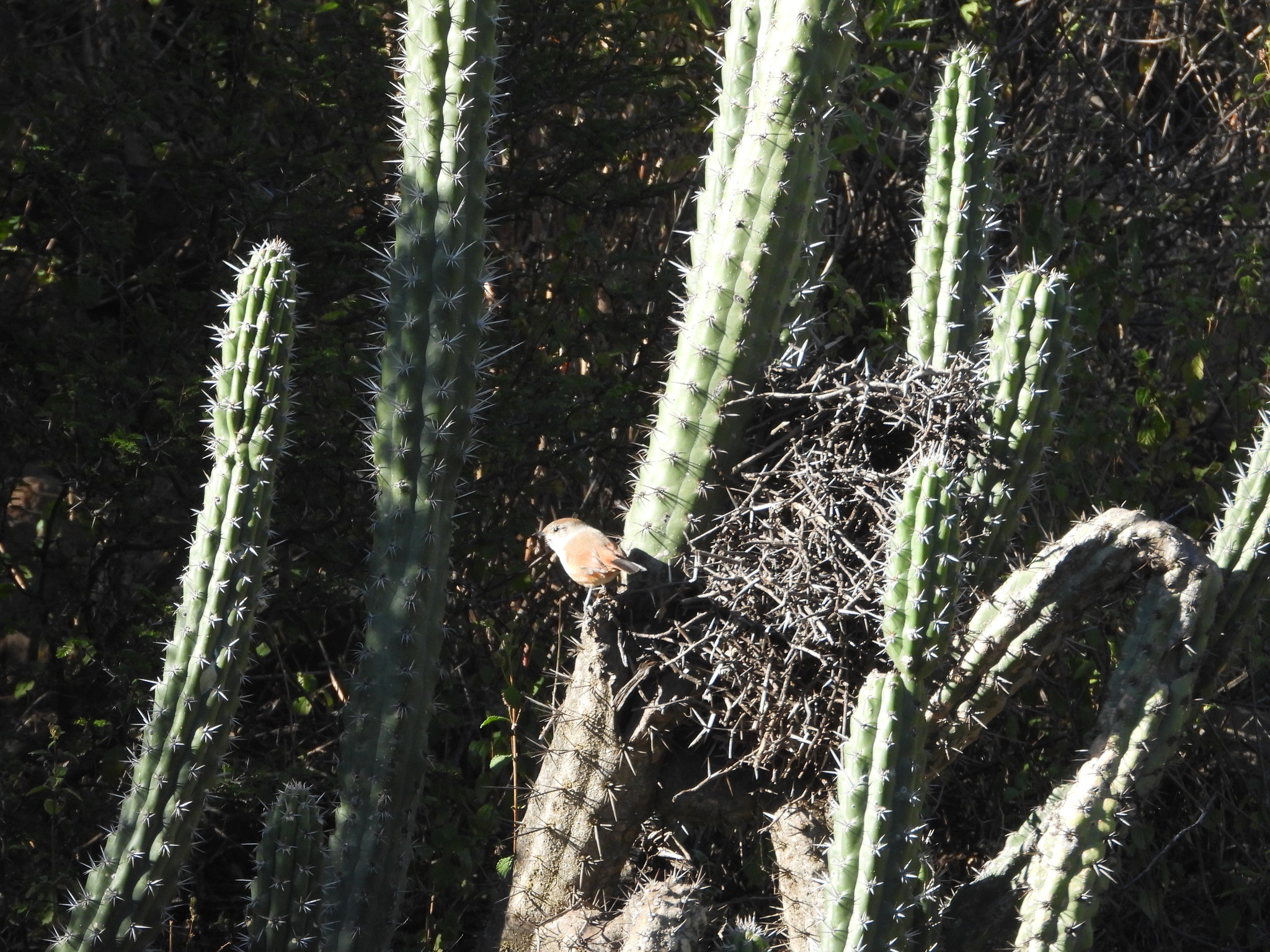 Rusty-vented Canastero (Asthenes dorbignyi), photo 3