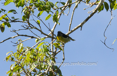 Coereba flaveola bananivora