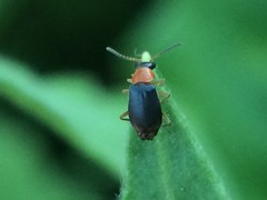 Hypebaeus bicolor
