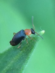 Hypebaeus bicolor
