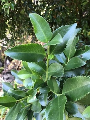 Laureliopsis philippiana