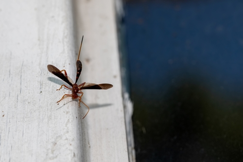 Ichneumonidae image