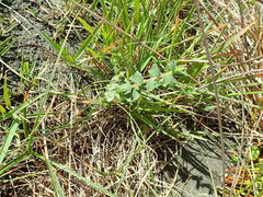 Pimelea villosa