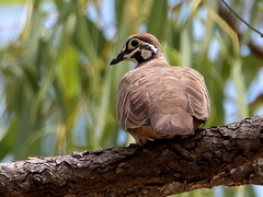 Geophaps scripta